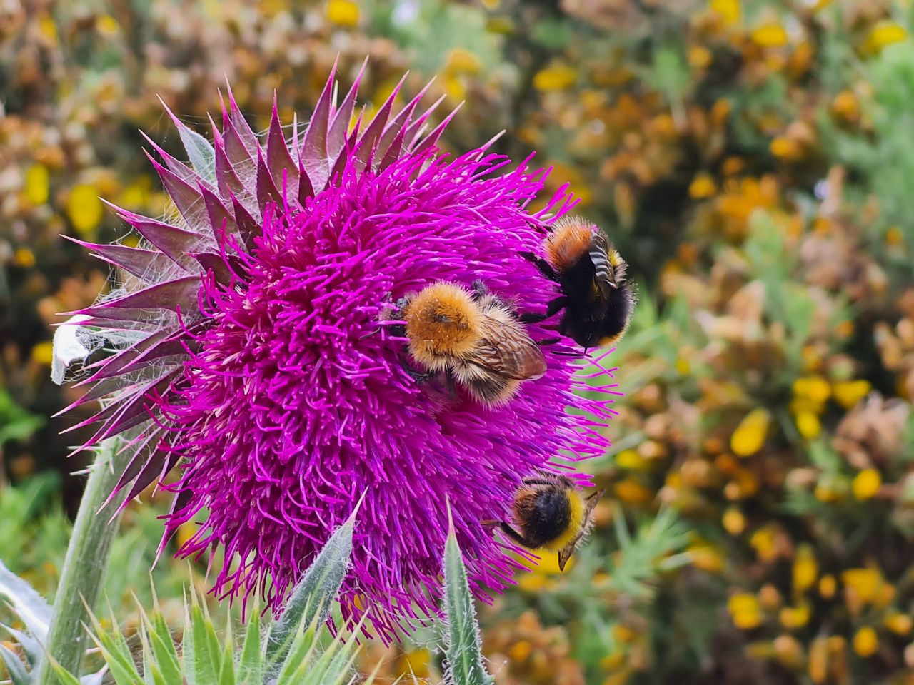 2024-06-02 08 Thorpeness.jpg