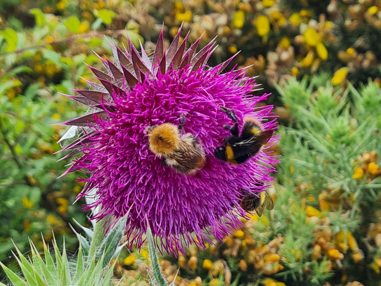 2024-06-02 09 Thorpeness.jpg