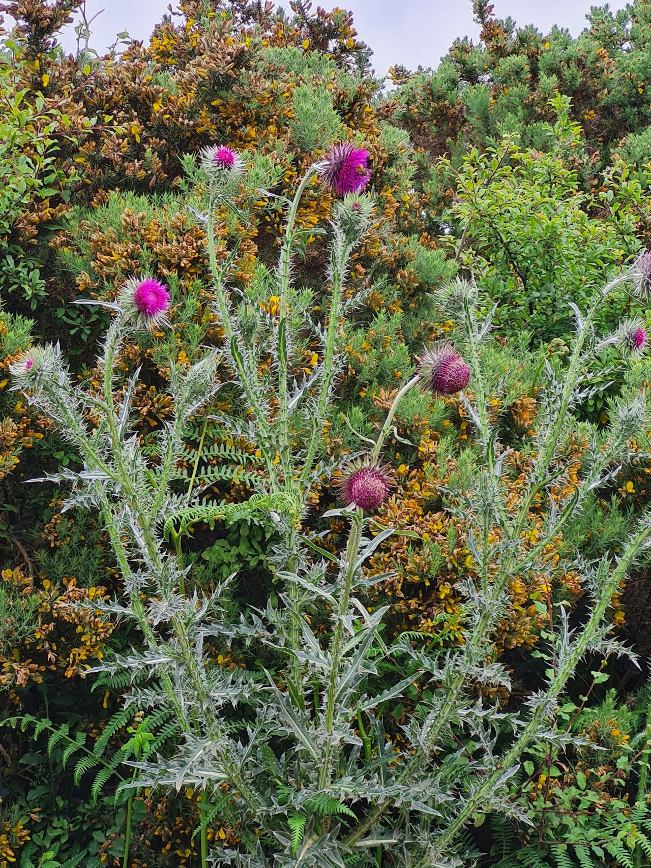 2024-06-02 10 Thorpeness.jpg