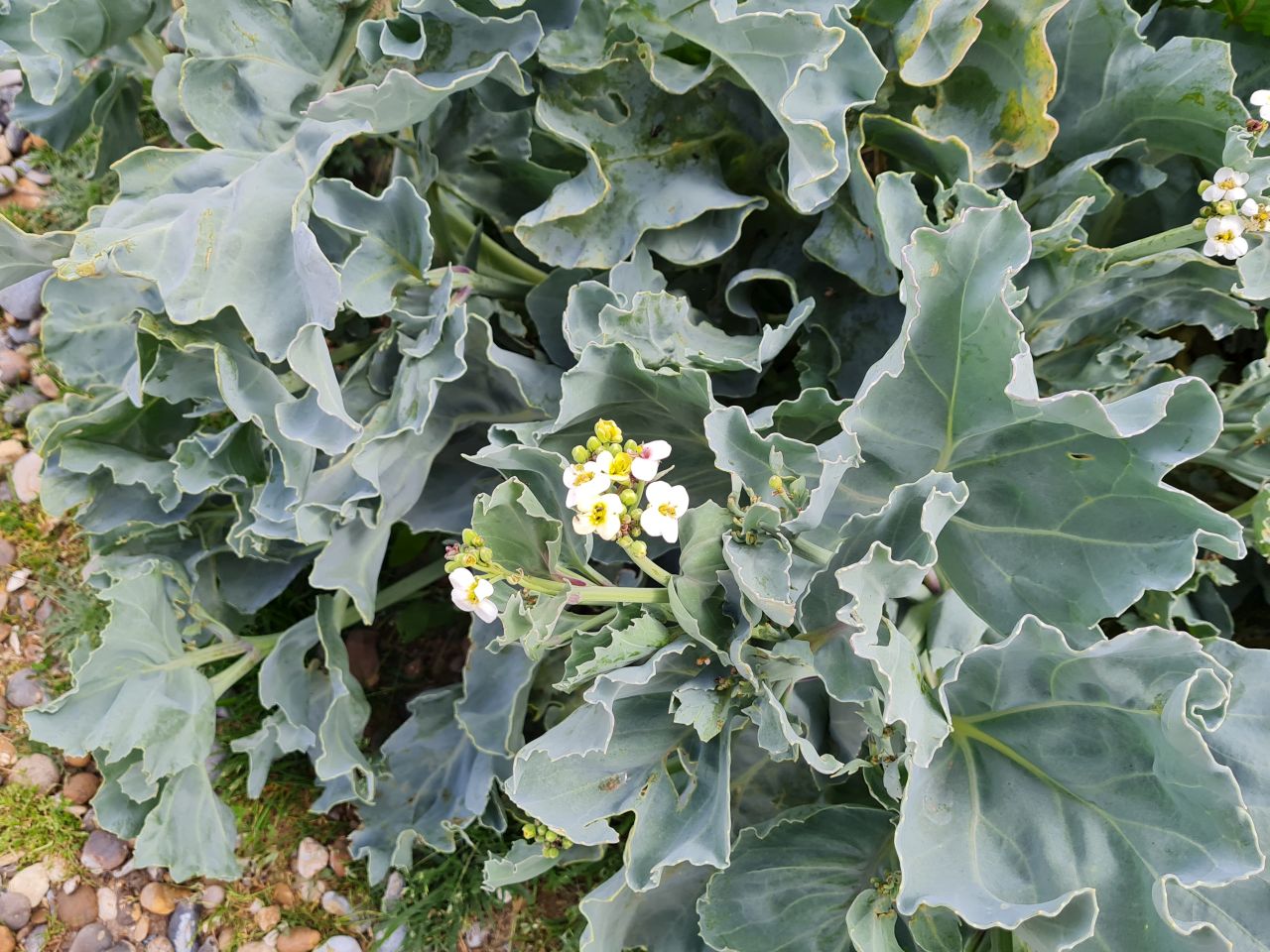 2024-06-02 11 Thorpeness.jpg