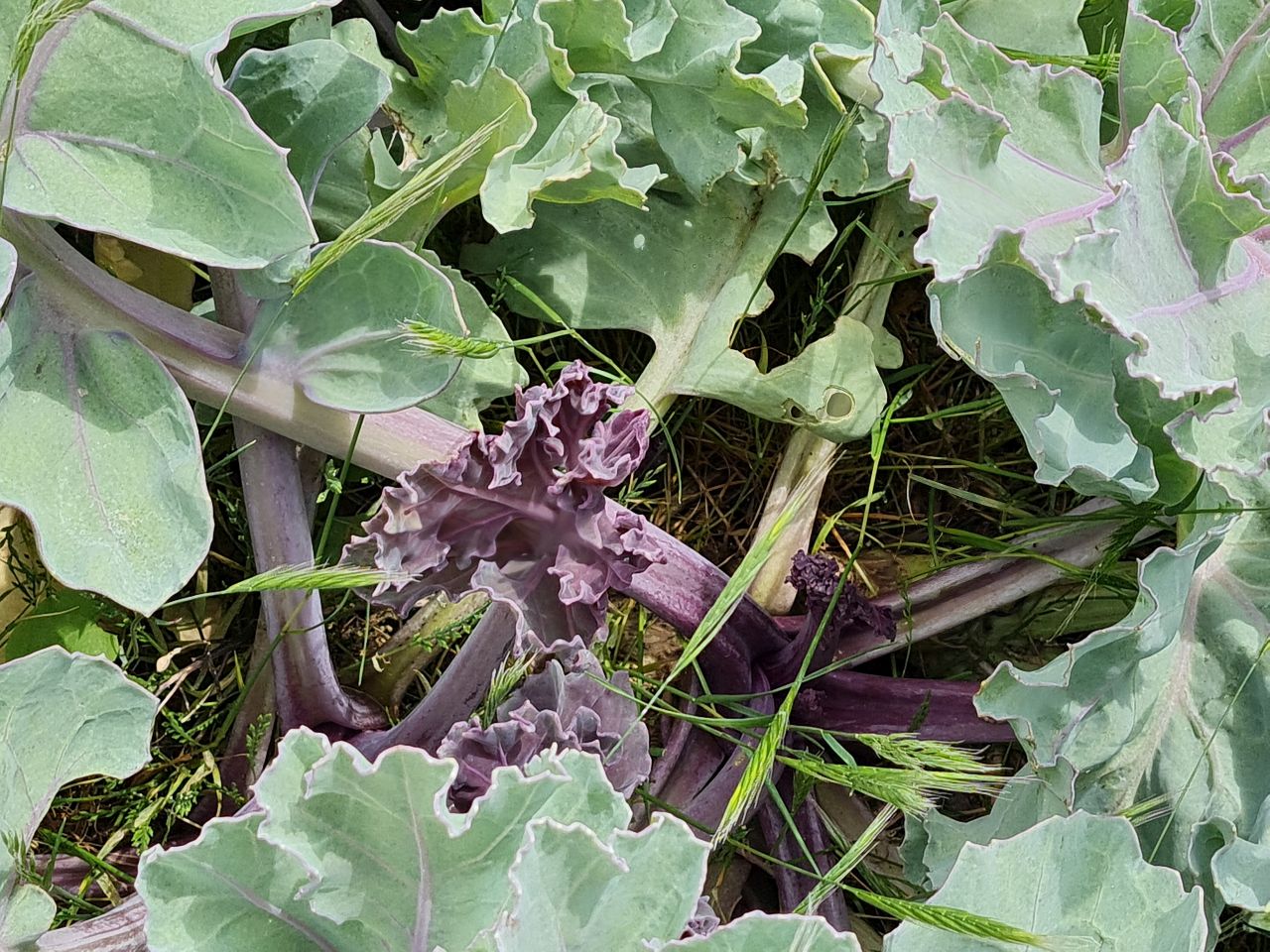 2024-06-02 13 Thorpeness.jpg