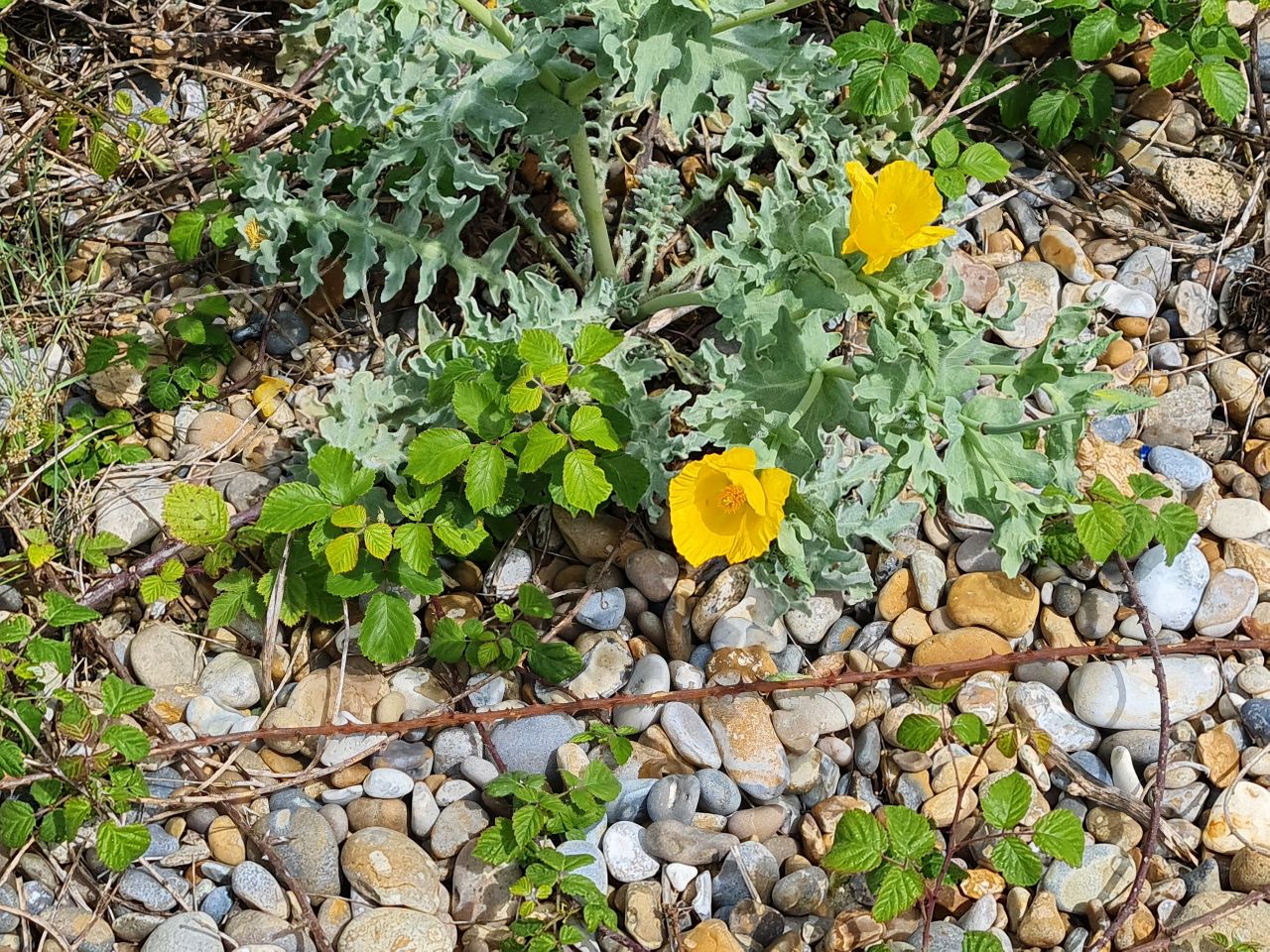 2024-06-02 14 Thorpeness.jpg