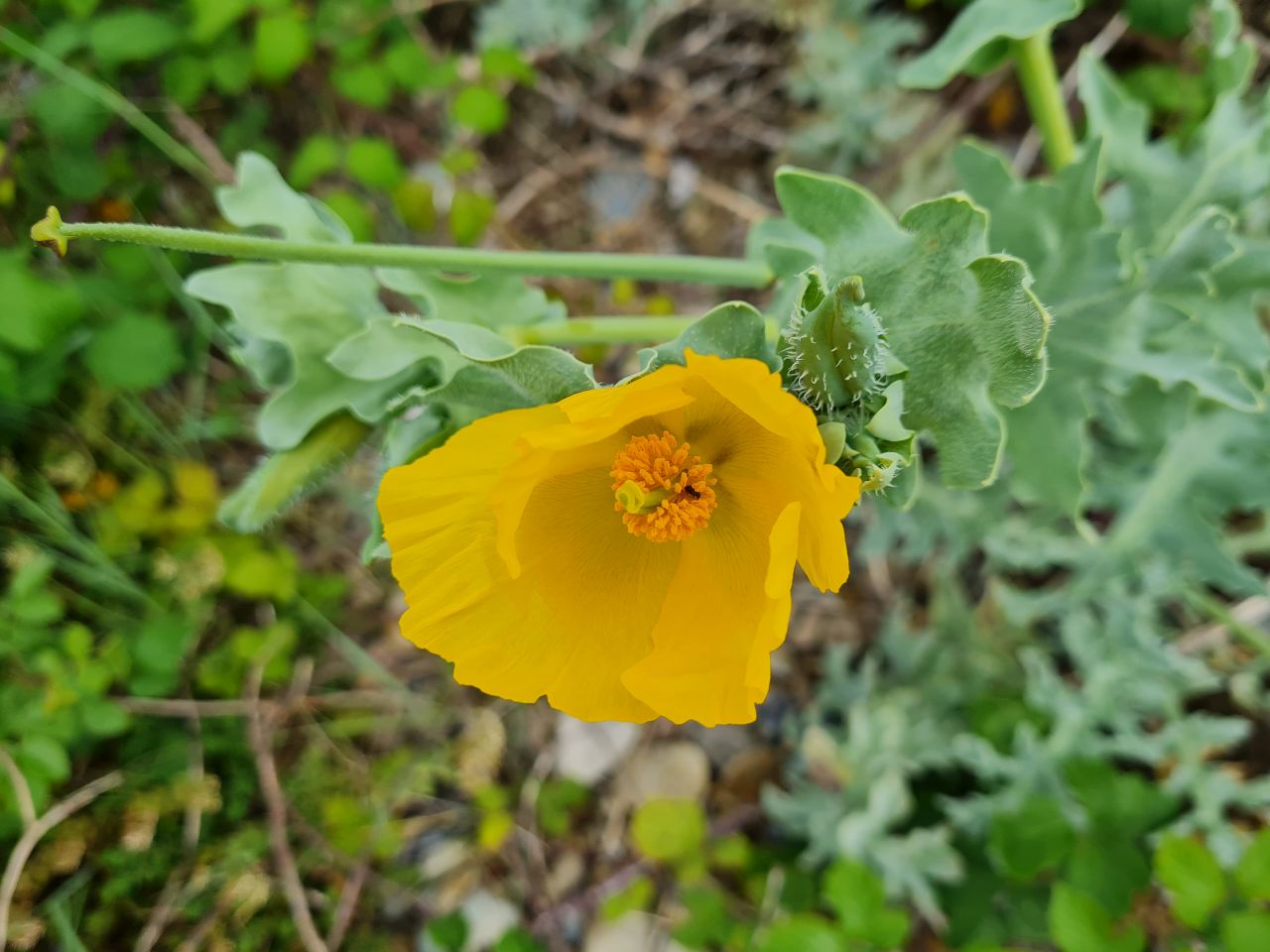 2024-06-02 15 Thorpeness.jpg