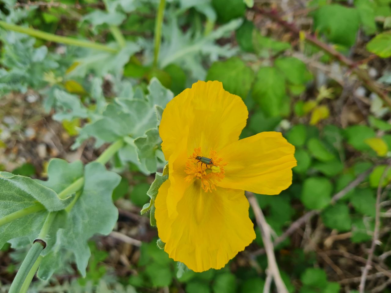 2024-06-02 16 Thorpeness.jpg