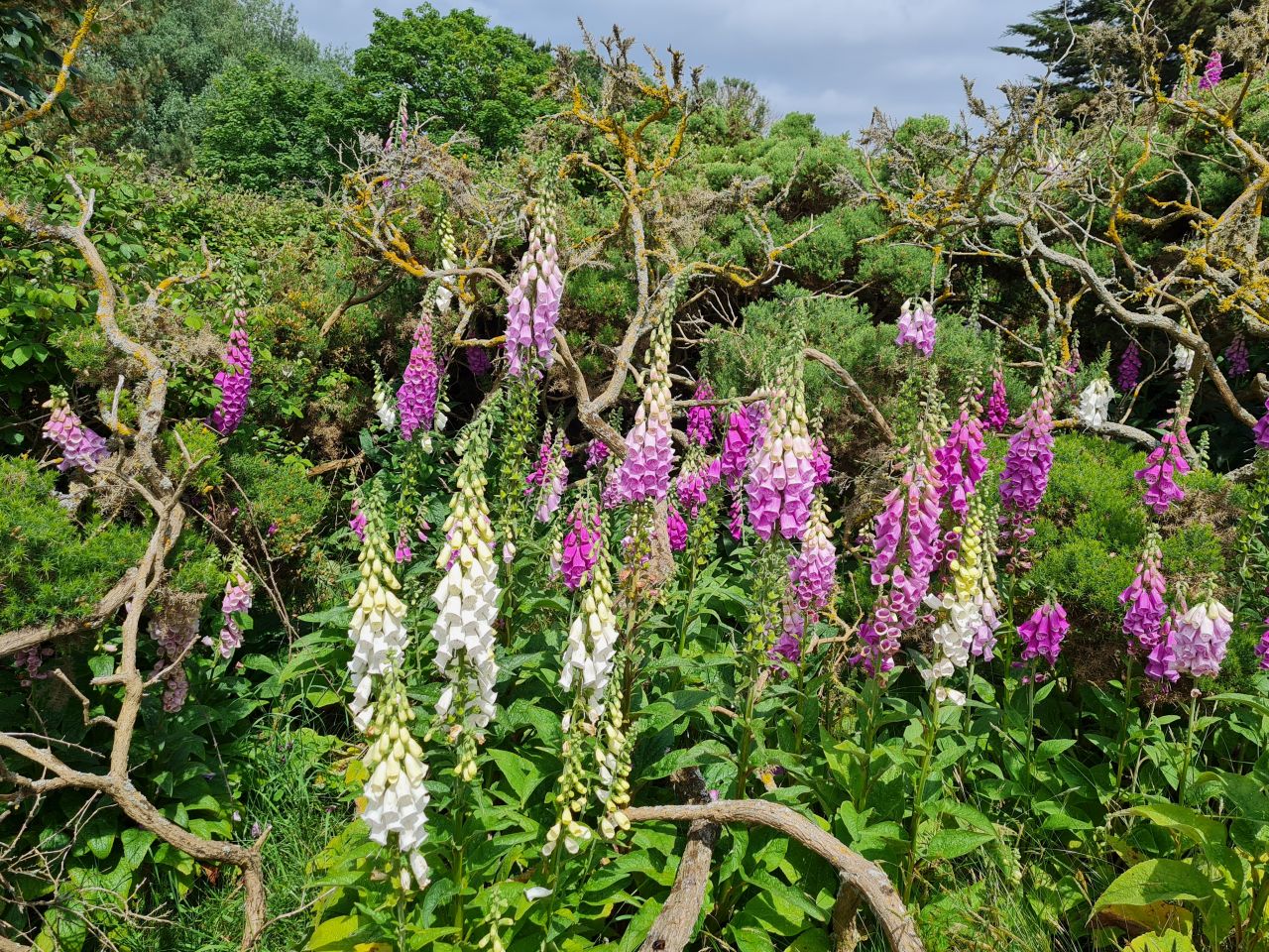 2024-06-02 17 Thorpeness.jpg