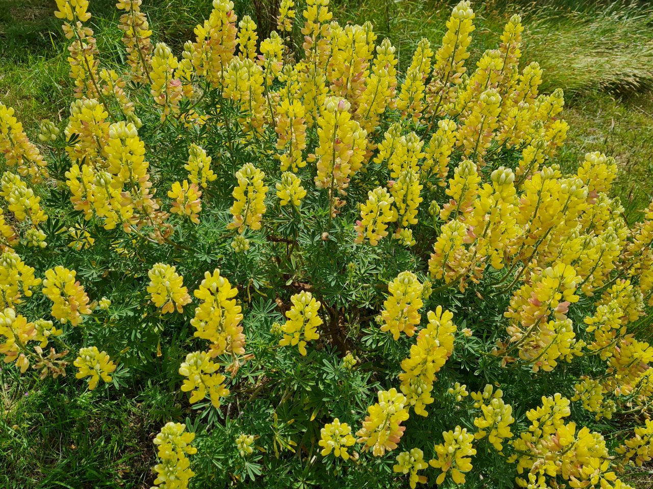 2024-06-02 18 Thorpeness.jpg