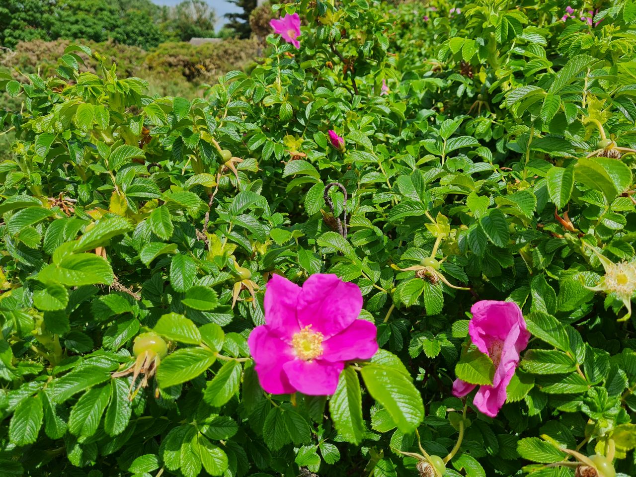 2024-06-02 19 Thorpeness.jpg