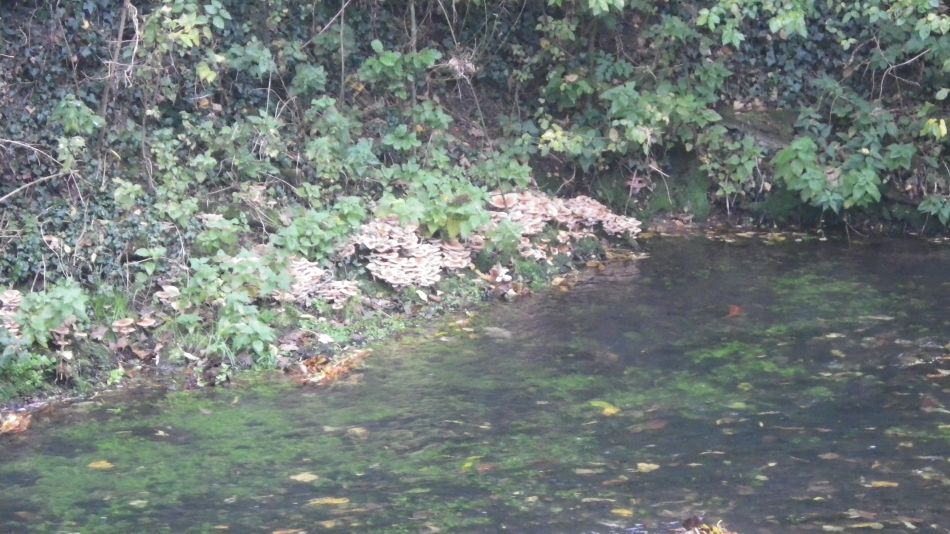 2016-10-30 03 Harleston and Weybread.jpg