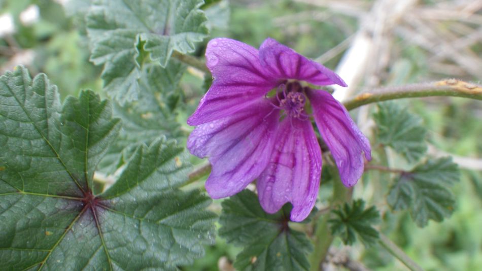 2016-10-30 10 Harleston and Weybread.jpg