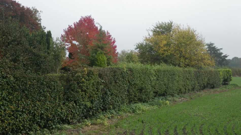 2016-10-30 15 Harleston and Weybread.jpg