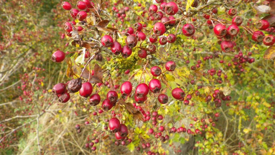 2016-10-30 26 Harleston and Weybread.jpg