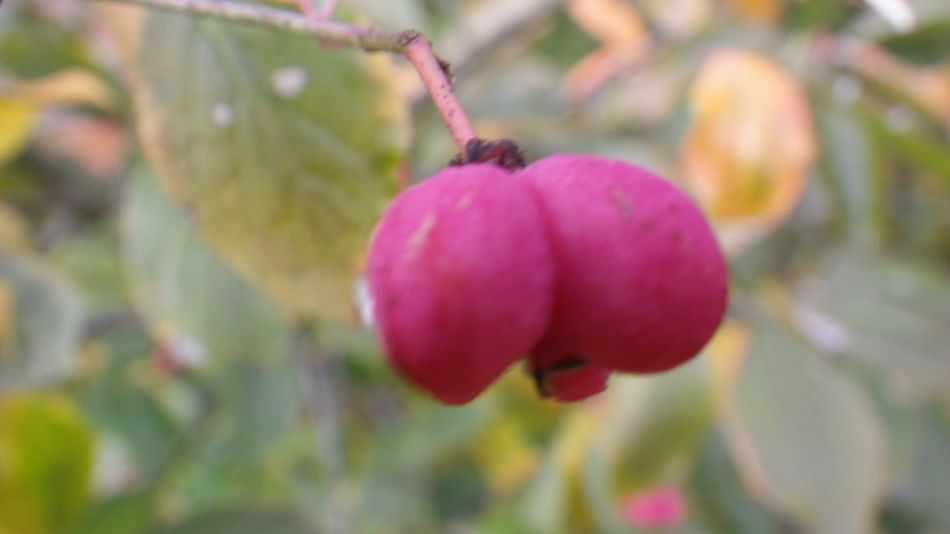 2016-10-30 27 Harleston and Weybread.jpg