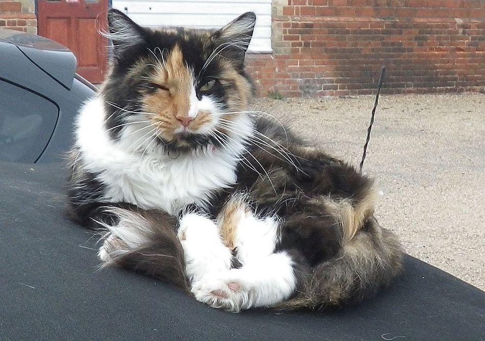 2016-10-30 34 Harleston and Weybread.jpg