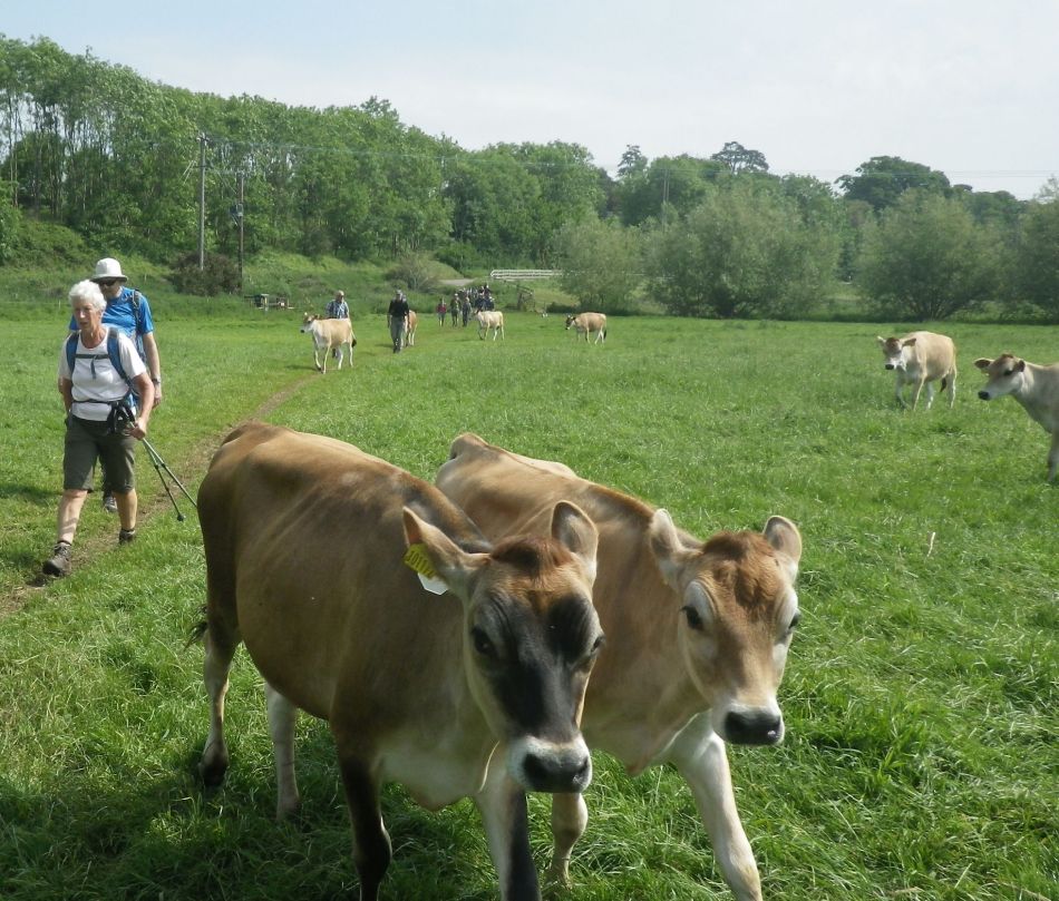 2018-05-27 01 Harleston Weybread Mendham.jpg
