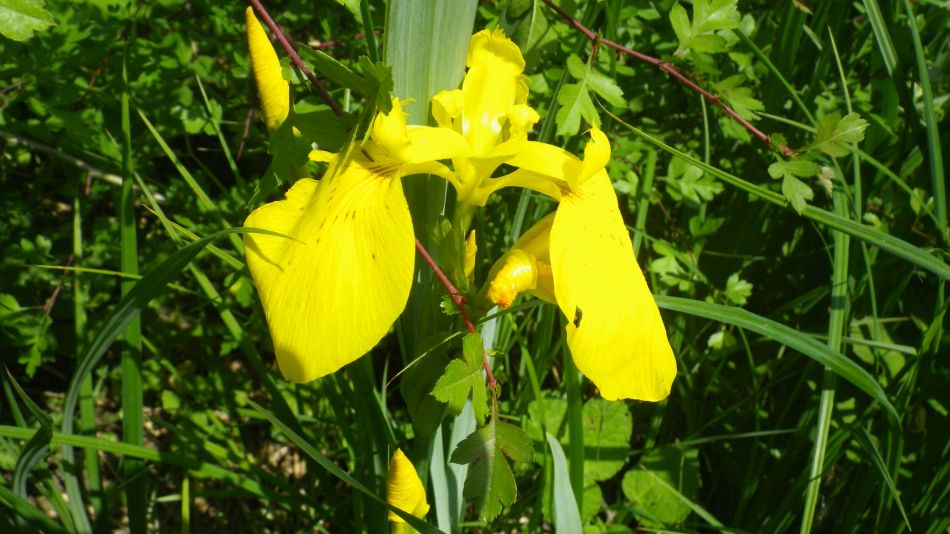 2018-05-27 05 Harleston Weybread Mendham.jpg