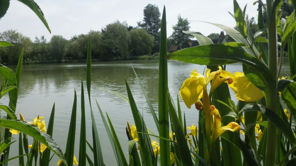 2018-05-27 06 Harleston Weybread Mendham.jpg