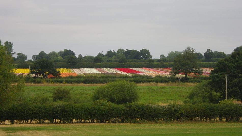 2018-07-12 01 Harleston West.jpg