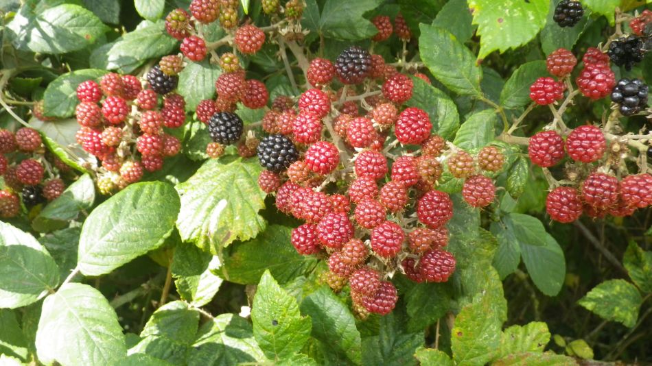 2019-09-08 03 Harleston and Starston.jpg