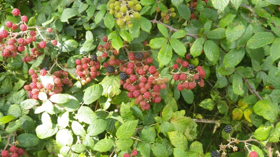 2019-09-08 04 Harleston and Starston.jpg