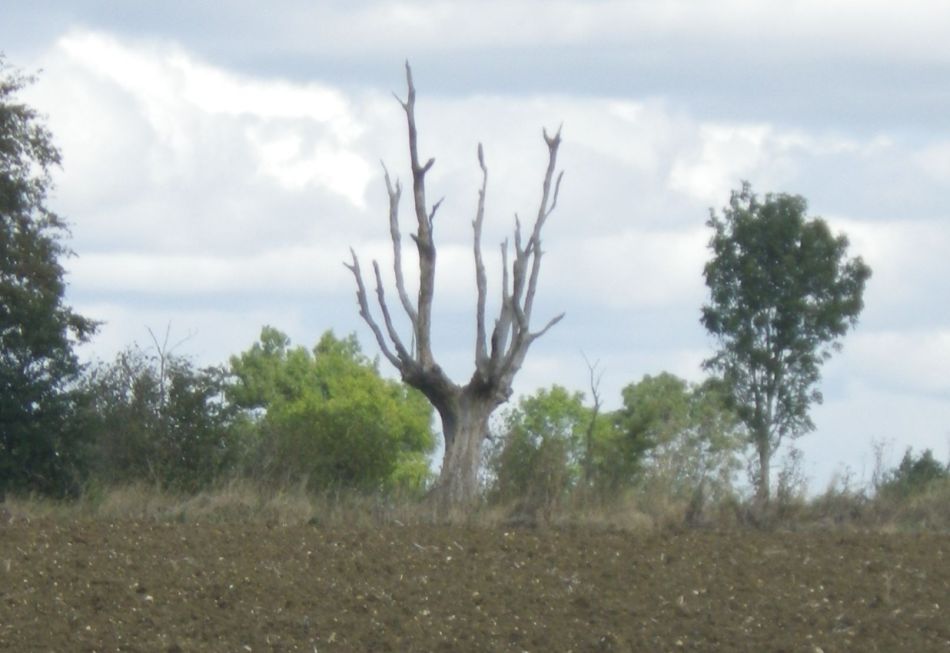 2019-09-08 06 Harleston and Starston.jpg