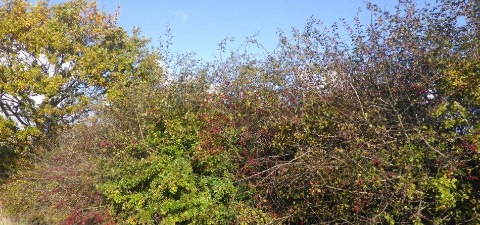 2019-11-10 08 Harleston and Starston.jpg