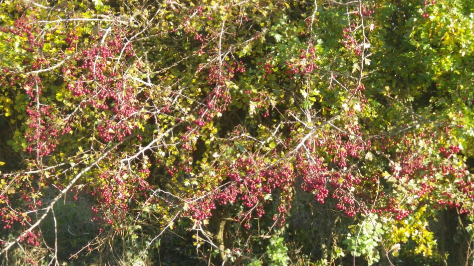 2019-11-10 09 Harleston and Starston.jpg