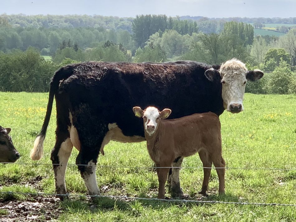 2023-05-14 02 Alburgh Trees Greens and Streams.jpg