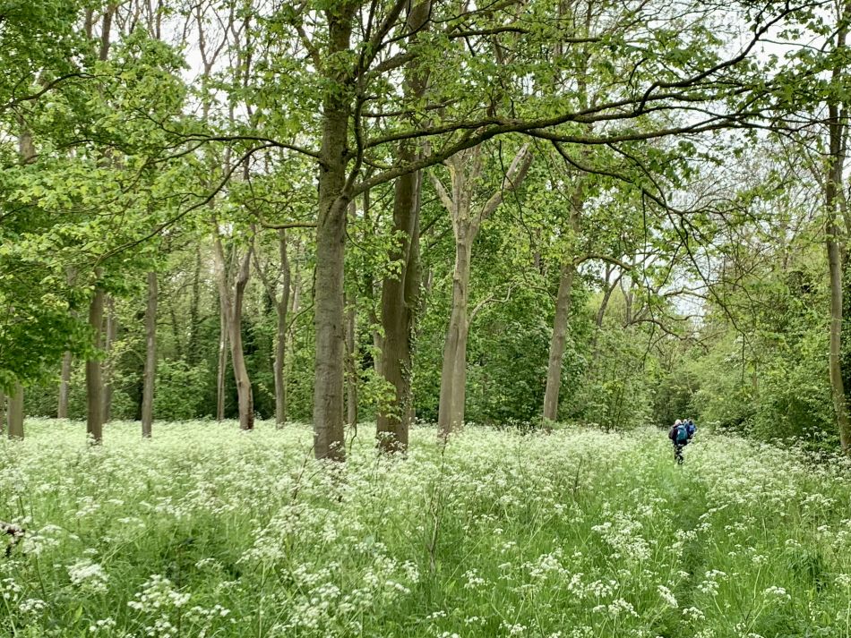 2023-05-14 04 Alburgh Trees Greens and Streams.jpg
