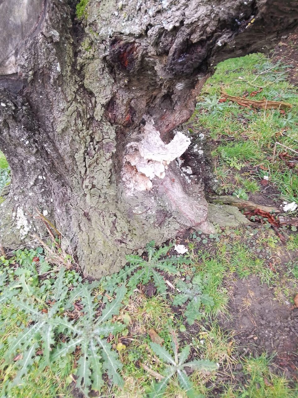 2024-01-14 16 Pulham Saint Mary.jpg