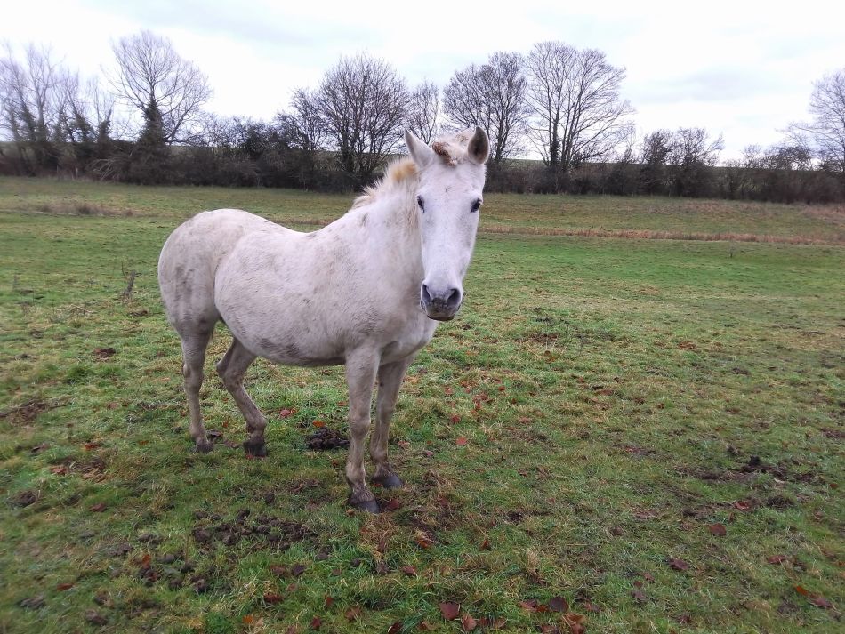 2024-01-14 25 Pulham Saint Mary.jpg