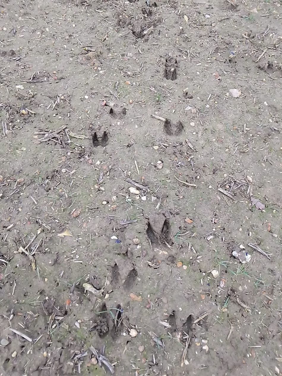 2024-01-14 34 Pulham Saint Mary.jpg