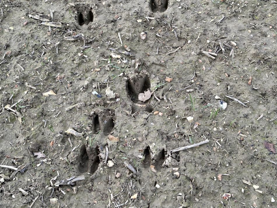 2024-01-14 44 Pulham Saint Mary.jpg