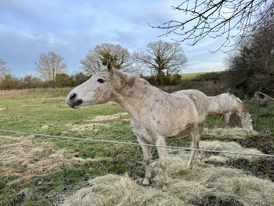 2024-01-14 48 Pulham Saint Mary.jpg