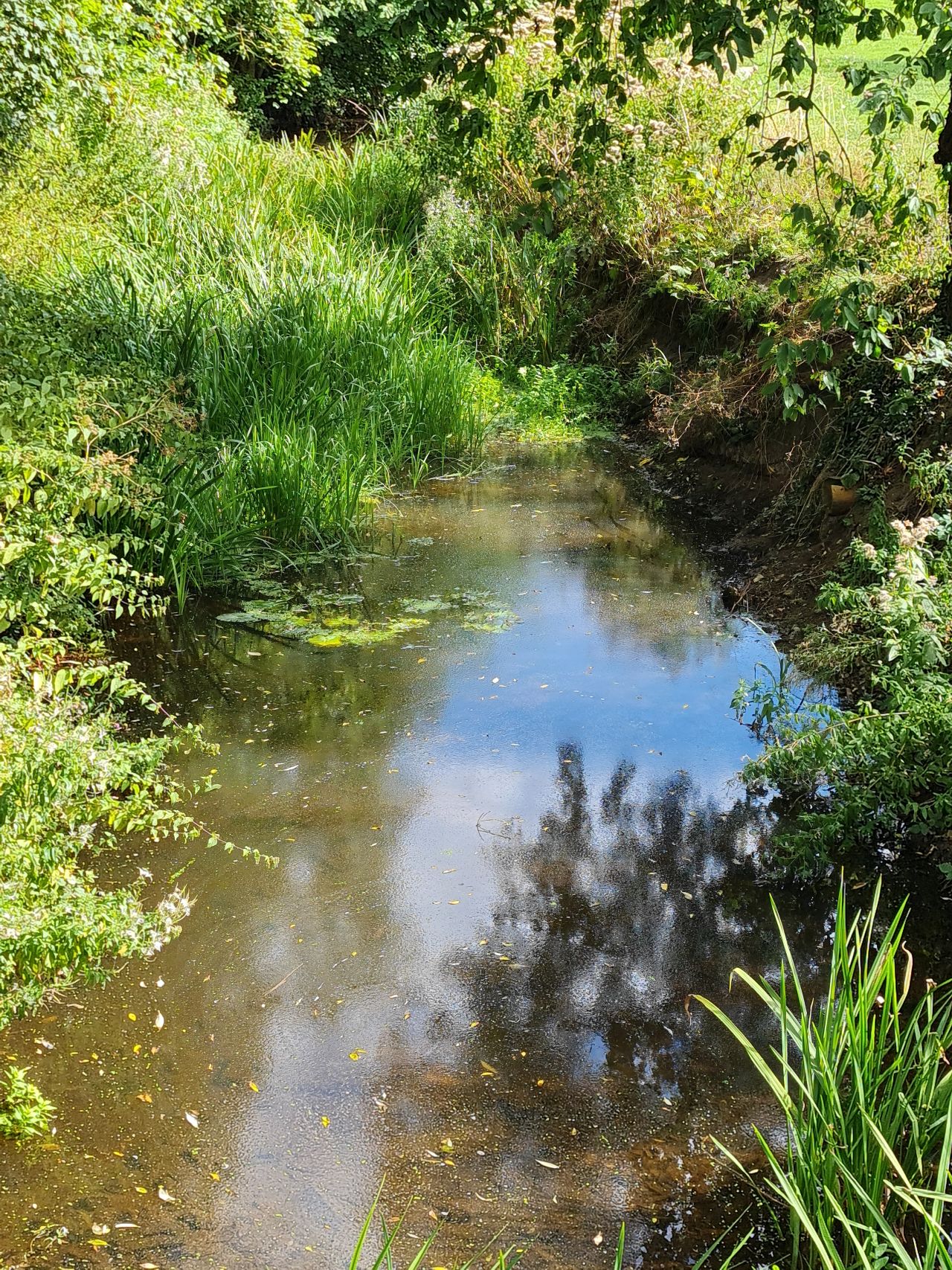 2024-09-15 19 Starston Glebe Meadow.jpg