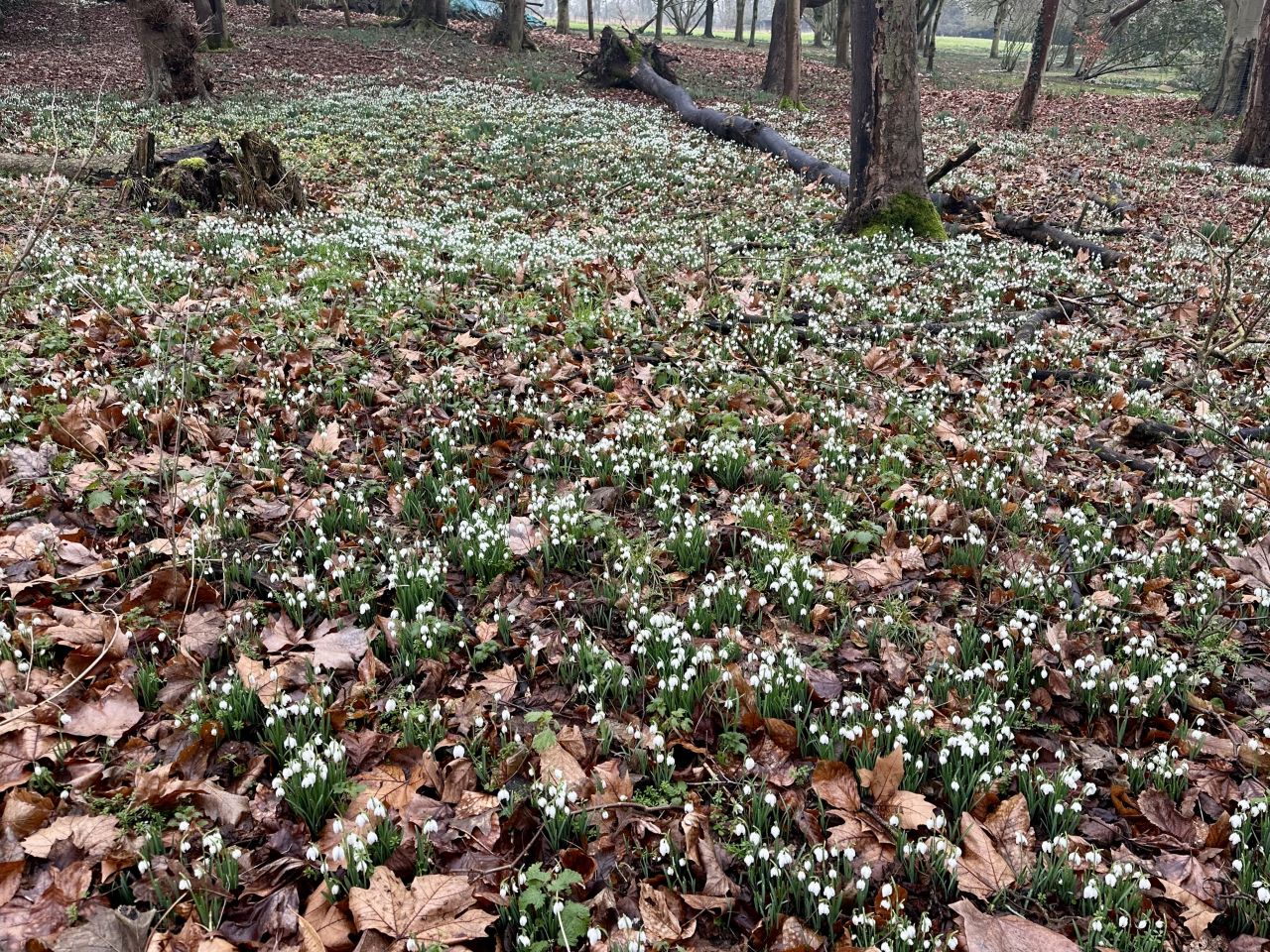 2025-02-16 01 Harleston and Needahm.jpg