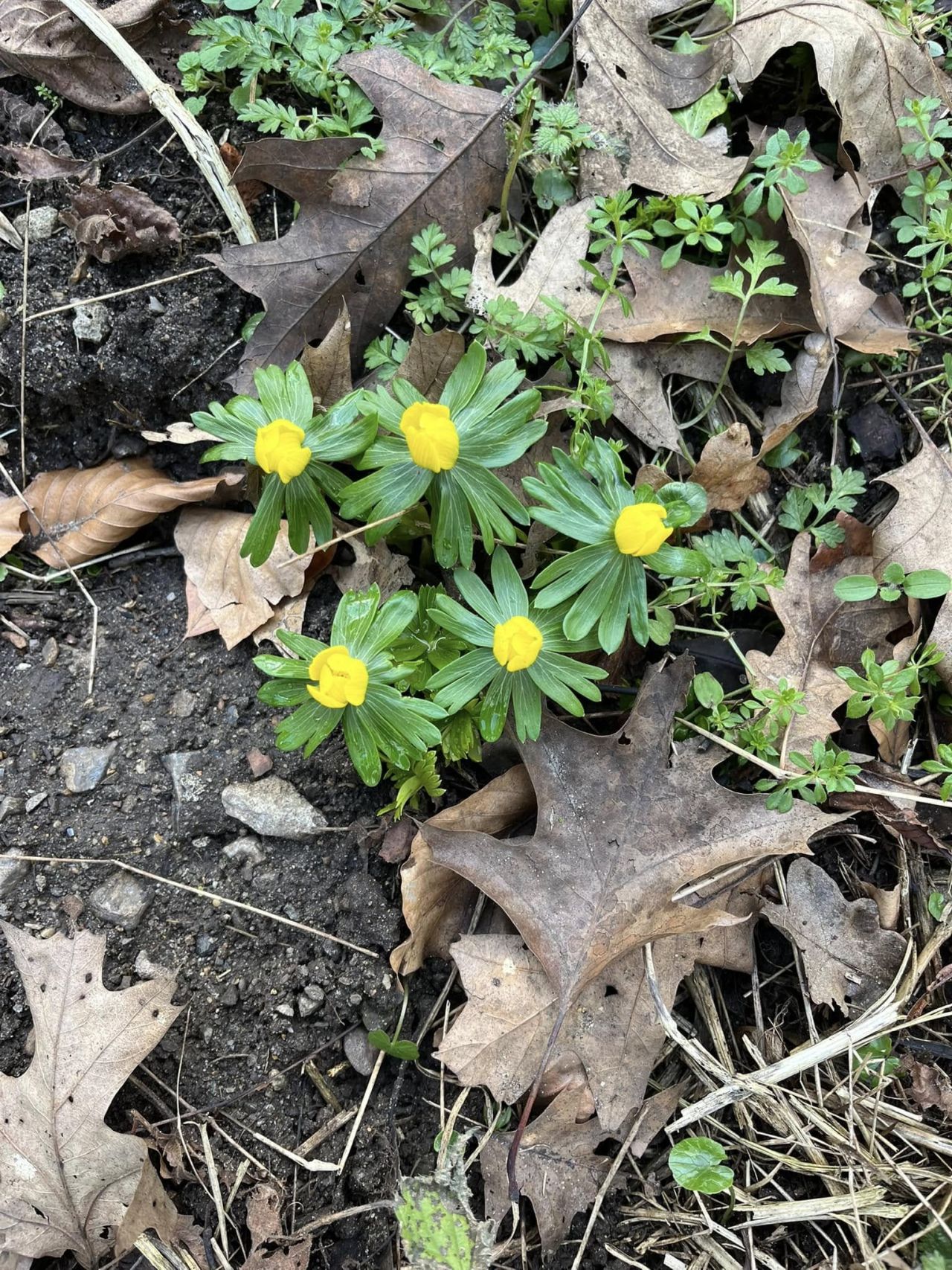 2025-02-16 28 Harleston and Needahm.jpg