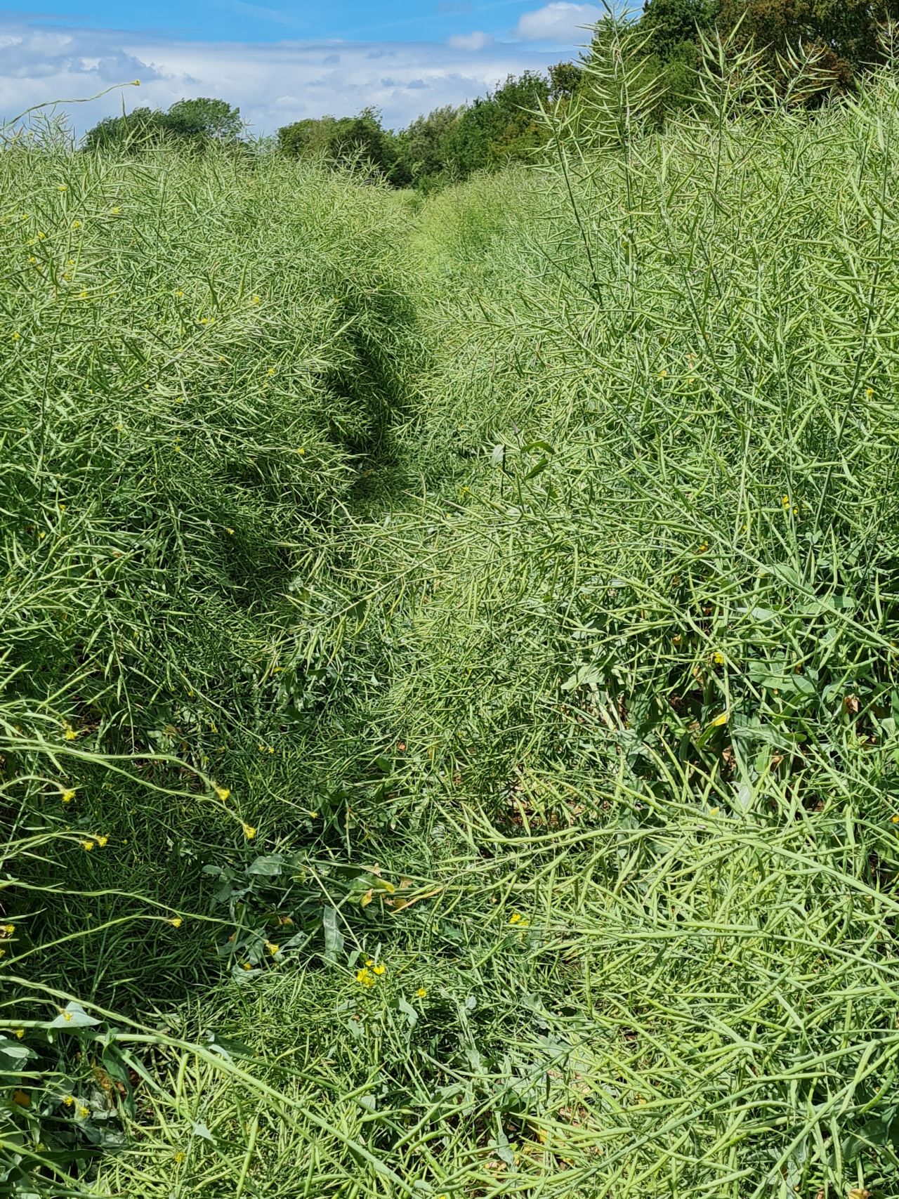2025-05-29 42 Bus 81 Rapeseed Path Blockage.jpg