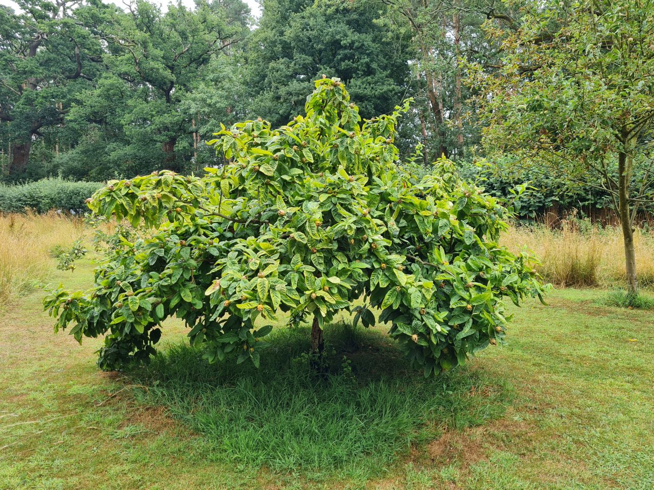 2025-07-19 03 Harleston Redenhall Mendham and Starston.jpg