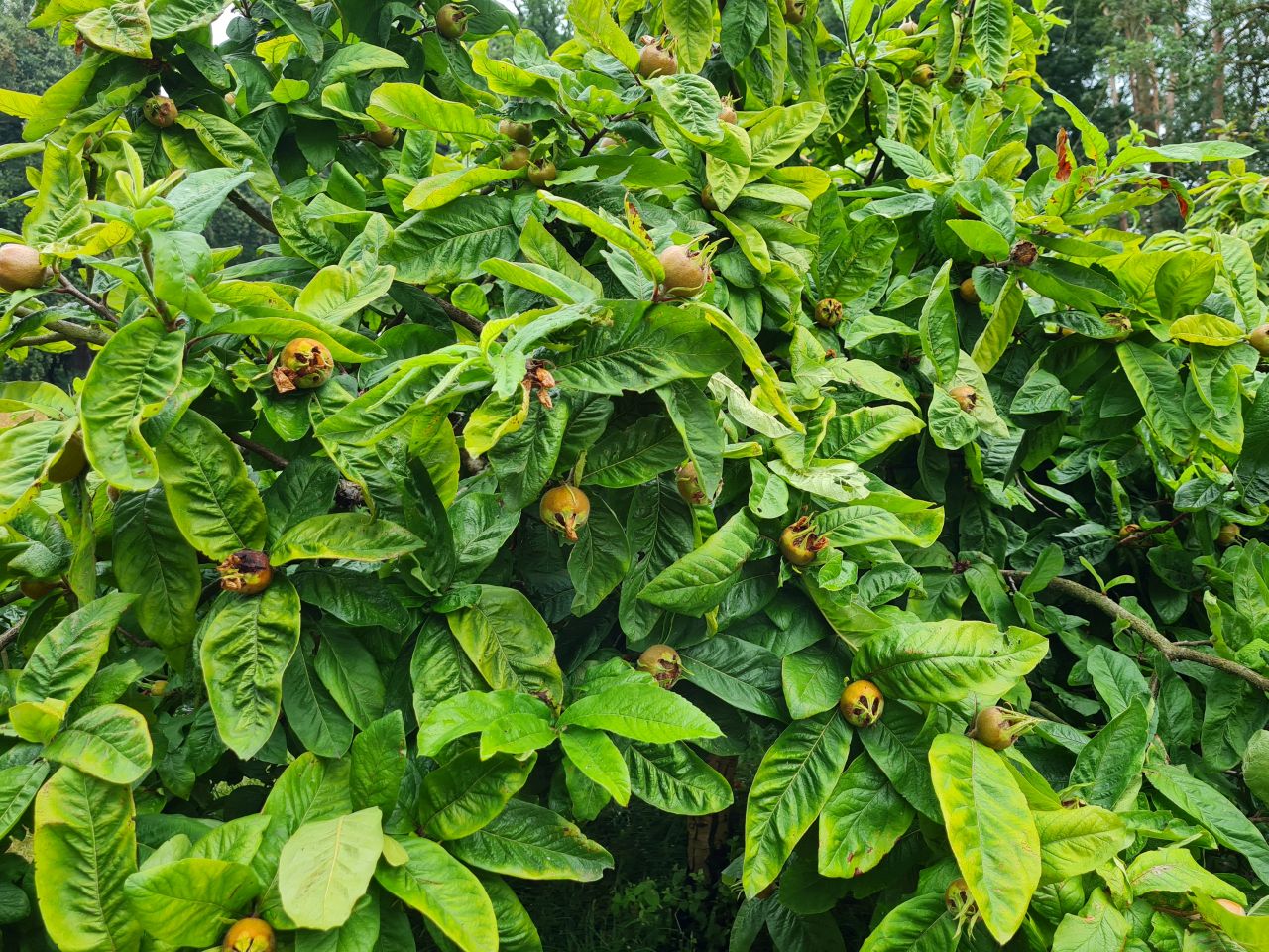 2025-07-19 04 Harleston Redenhall Mendham and Starston.jpg