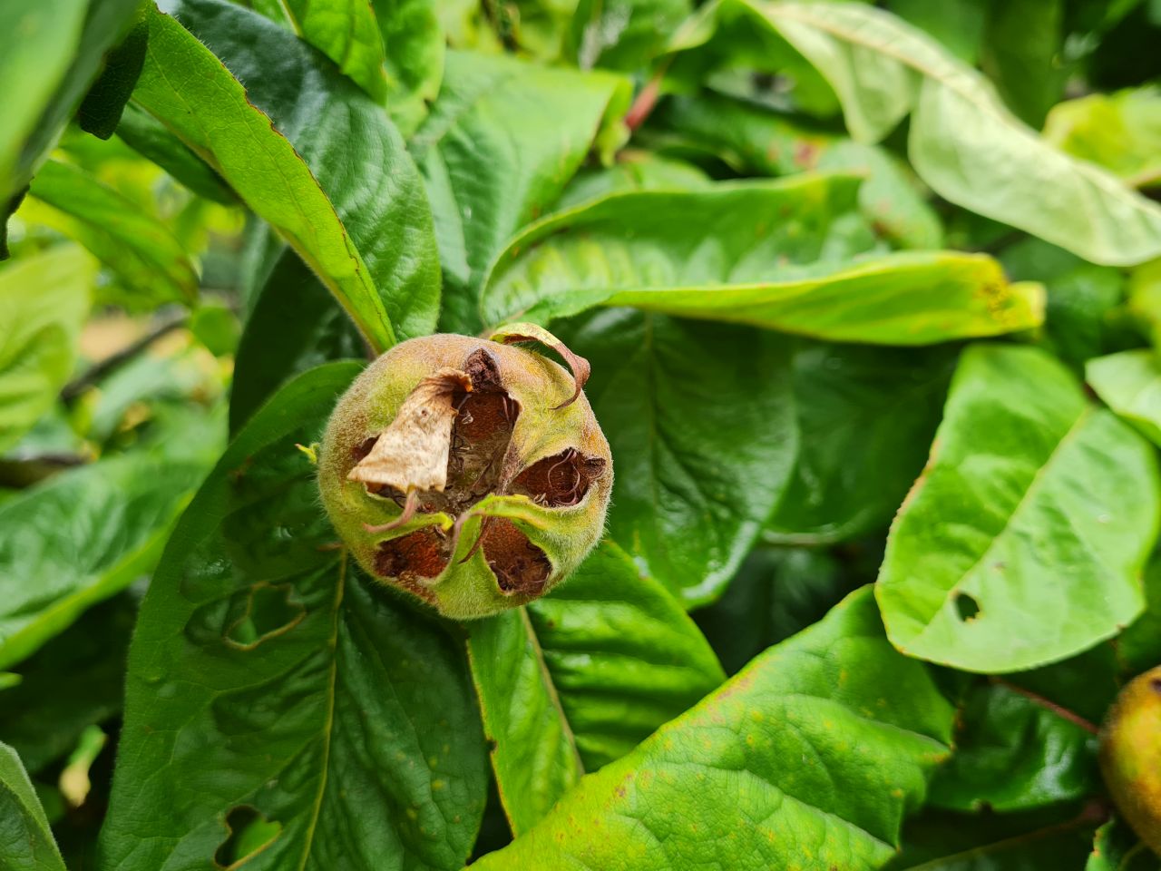 2025-07-19 05 Harleston Redenhall Mendham and Starston.jpg