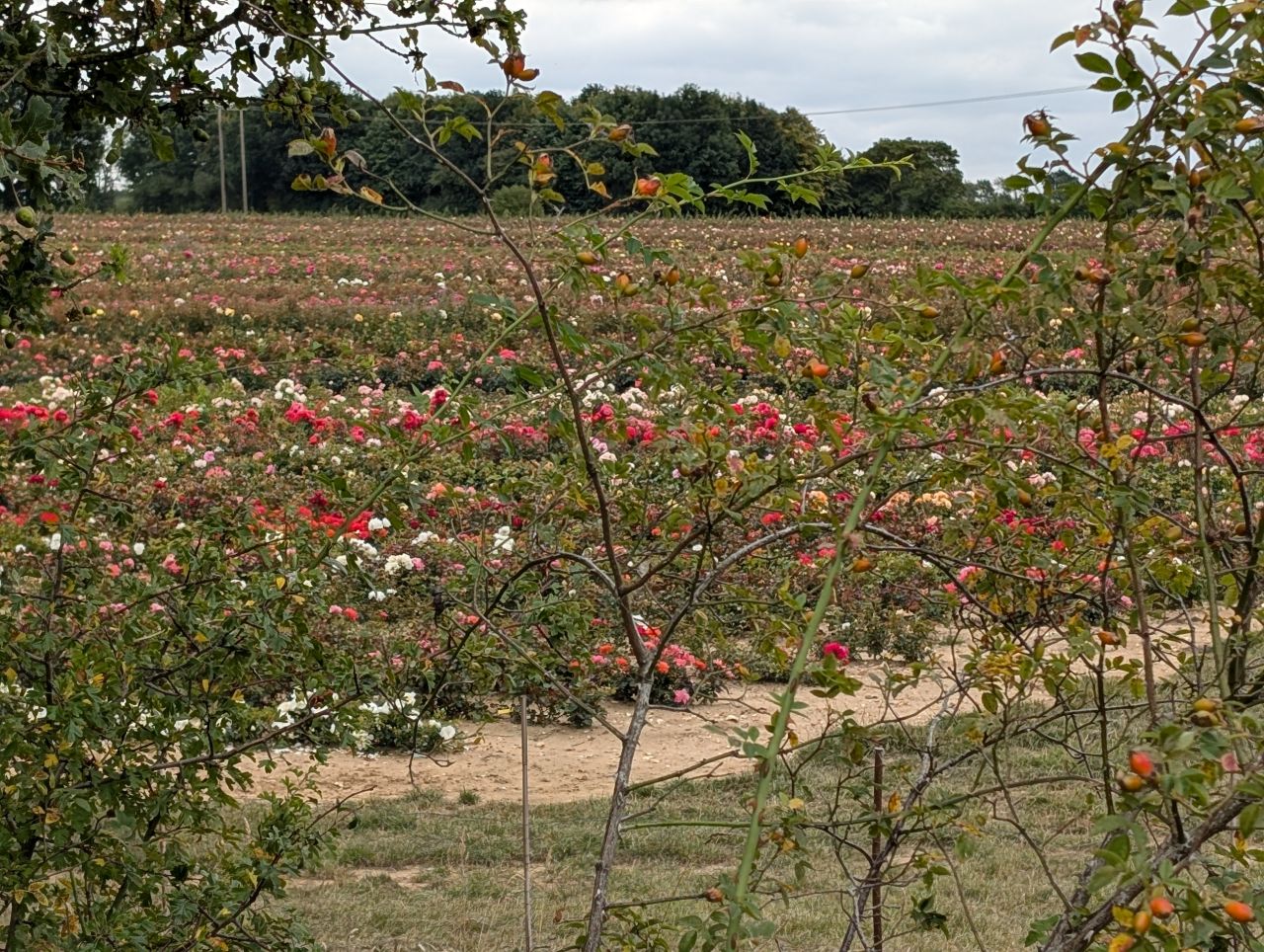 2025-08-16 04 Brockdish to Harleston.jpg