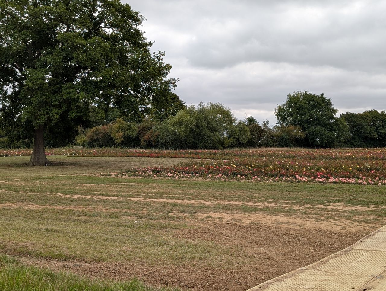 2025-08-16 05 Brockdish to Harleston.jpg