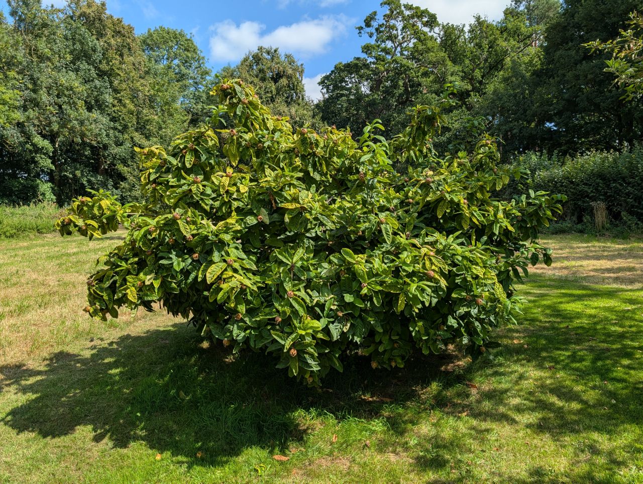 2025-08-16 08 Brockdish to Harleston.jpg