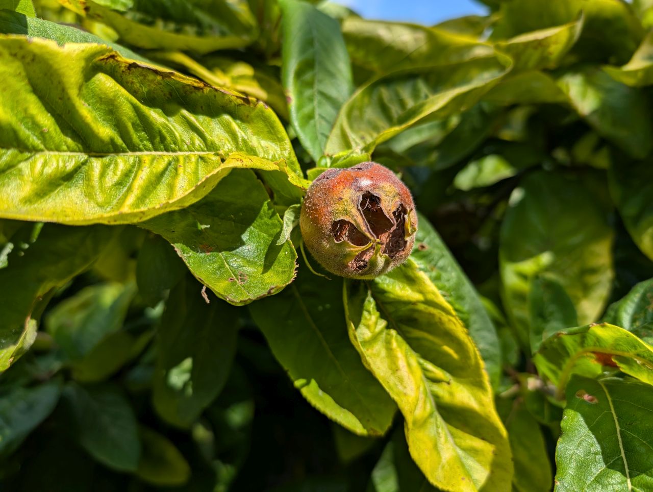 2025-08-16 10 Brockdish to Harleston.jpg