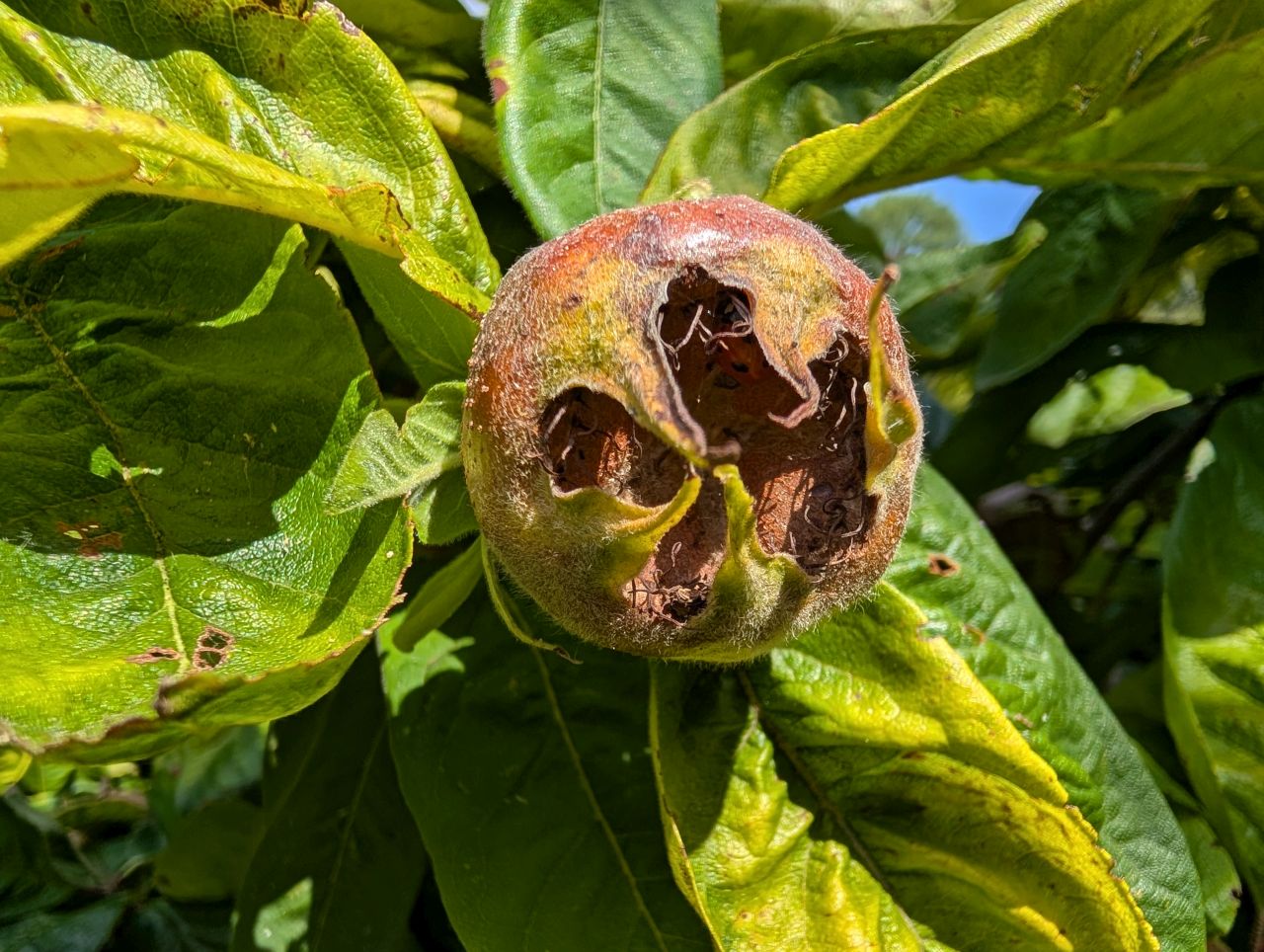 2025-08-16 11 Brockdish to Harleston.jpg