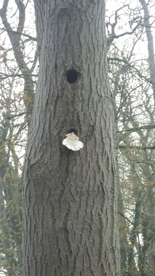 2017-11-02 10 Wensum Group at Morningthorpe.jpg