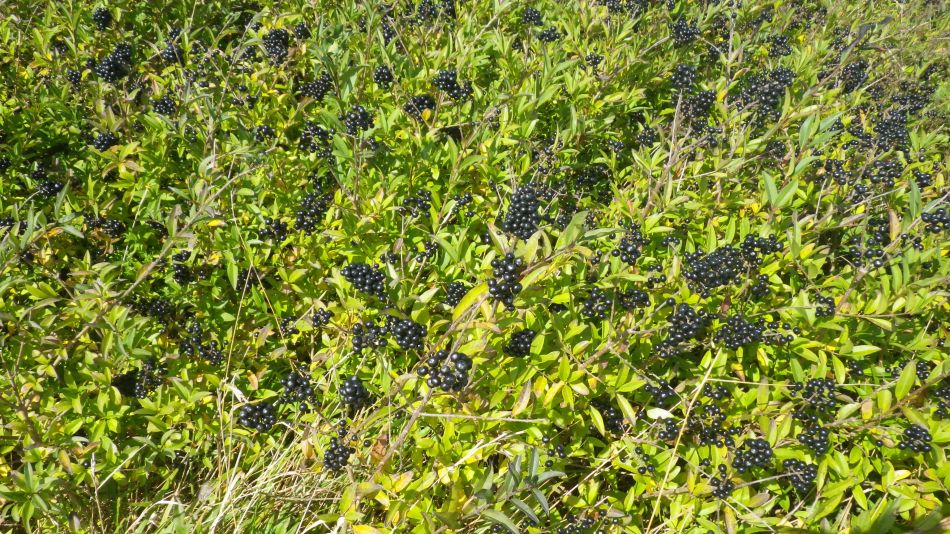 2017-09-30 43 Dover to Deal Walk.jpg