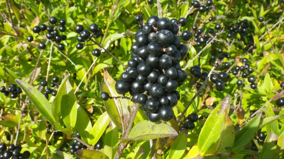 2017-09-30 44 Dover to Deal Walk.jpg