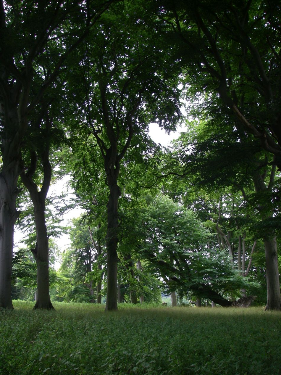 2022-11-15 06 Holkham Estate November 2000.jpg