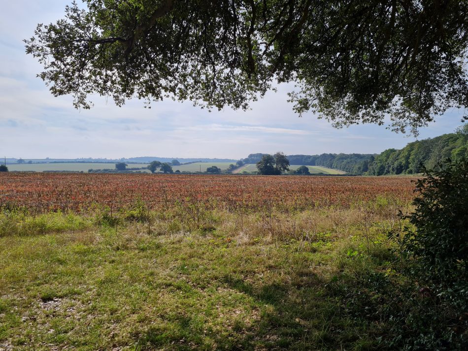 2023-09-16 07 Holkham and Wells.jpg